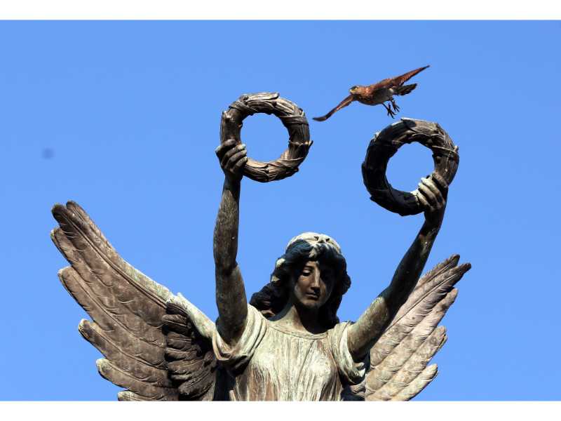 Descubre cómo las aves han conquistado el concreto en San Salvador. Una exposición virtual de Francisco Campos sobre la supervivencia y belleza urbana actual.