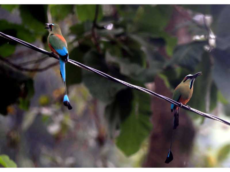 Descubre cómo las aves han conquistado el concreto en San Salvador. Una exposición virtual de Francisco Campos sobre la supervivencia y belleza urbana actual.