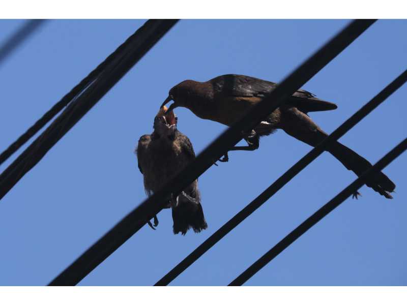 La adaptación de la avifauna en El Salvador: un registro de Francisco Campos sobre la vida silvestre que hoy habita y resiste en el paisaje urbano.