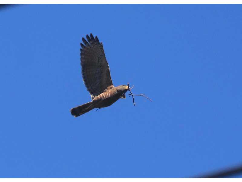 La adaptación de la avifauna en El Salvador: un registro de Francisco Campos sobre la vida silvestre que hoy habita y resiste en el paisaje urbano.