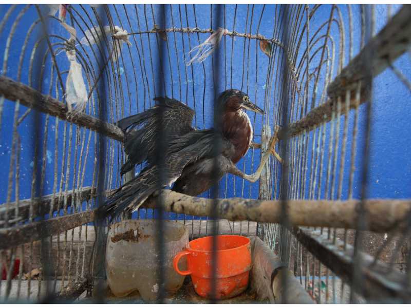 La adaptación de la avifauna en El Salvador: un registro de Francisco Campos sobre la vida silvestre que hoy habita y resiste en el paisaje urbano.