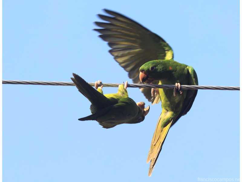 El Salvador: la rebelión de las alas en la urbe contemporánea