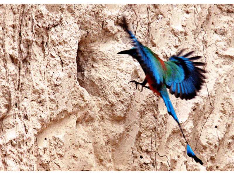 Descubre cómo las aves han conquistado el concreto en San Salvador. Una exposición virtual de Francisco Campos sobre la supervivencia y belleza urbana actual.