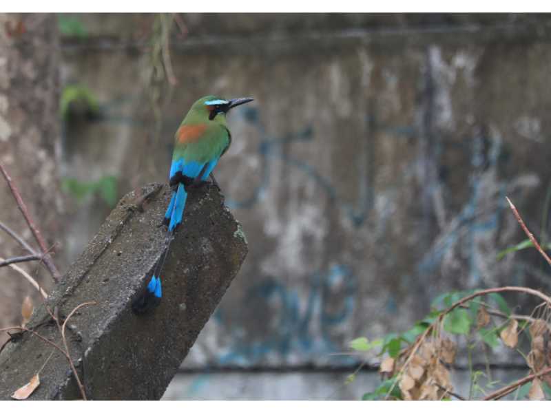 Descubre cómo las aves han conquistado el concreto en San Salvador. Una exposición virtual de Francisco Campos sobre la supervivencia y belleza urbana actual.